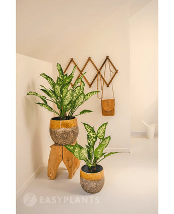 Eine künstliche Dieffenbachia-Pflanze 40 cm verleiht einem minimalistischen, hellen Raum frisches Grün. Abgebildet in einem rustikalen Topf auf einem Hocker, mit Wandhaken in der Nähe für eine Tasche und eine weiße Gießkanne.