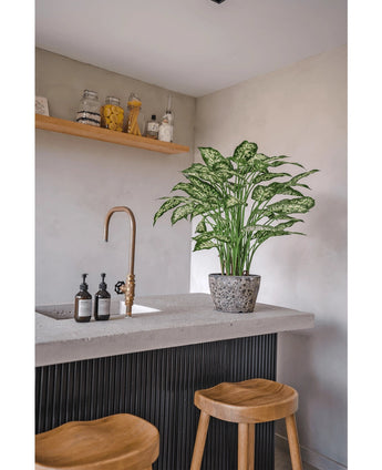 Eine moderne Küche mit einer Arbeitsplatte aus Beton, zwei Holzhockern und einer künstlichen Dieffenbachia-Pflanze (75 cm) neben dem Messinghahn, dazu Seifenspender und ein Holzregal mit Töpfen vor einer hellgrauen Wand.