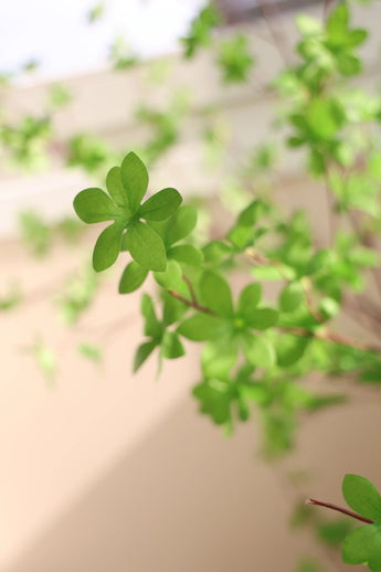 Eine Nahaufnahme der künstlichen Enkianthus-Pflanze (210 cm) zeigt leuchtend grüne, sternförmige Blätter an schlanken Zweigen vor einem weichen, neutralen Hintergrund, was ihr frisches und gesundes Aussehen unterstreicht.