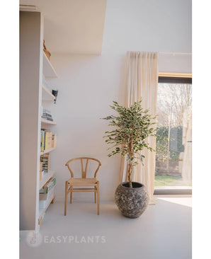 Ein heller, minimalistischer Raum mit einem Holzstuhl neben der Kunstpflanze Ficus bunt 150 cm, transparenten Vorhängen, einem großen Fenster und einem weißen Bücherregal mit Büchern und Deko. Das Sonnenlicht fällt sanft durch das Fenster.