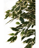Die Kunstpflanze Ficus bunt 150 cm hat grüne Blätter mit cremeweißen Rändern, die eng an den Zweigen angeordnet sind und für ein üppiges, naturgetreues Aussehen vor einem schlichten weißen Hintergrund sorgen.