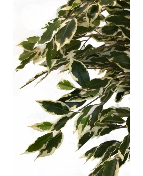 Die Kunstpflanze Ficus bunt 150 cm hat grüne Blätter mit cremeweißen Rändern, die eng an den Zweigen angeordnet sind und für ein üppiges, naturgetreues Aussehen vor einem schlichten weißen Hintergrund sorgen.