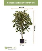 Die Kunstpflanze Ficus Variegated 150 cm von Easyplants hat bunte Blätter und wird in einem schwarzen Topf (17 cm Durchmesser, 15 cm hoch) geliefert. Die Kunstpflanze ist 150 cm hoch und 70 cm breit.