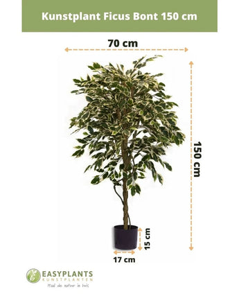 Die Kunstpflanze Ficus Variegated 150 cm von Easyplants hat bunte Blätter und wird in einem schwarzen Topf (17 cm Durchmesser, 15 cm hoch) geliefert. Die Kunstpflanze ist 150 cm hoch und 70 cm breit.
