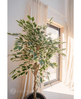 Die Kunstpflanze Ficus Variegated 150 cm mit grünen und weißen bunten Blättern steht in einem Topf in der Nähe eines sonnigen Fensters mit Lichtvorhängen, die den Hintergrund sanft umrahmen.