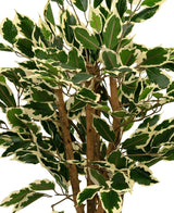 Eine Nahaufnahme der Kunstpflanze Ficus Grün/Weiß 90 cm, mit grünen Blättern mit cremeweißem Rand und mehreren braunen Stielen, vor einem schlichten weißen Hintergrund.