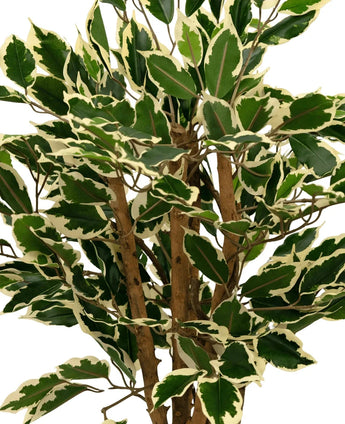 Eine Nahaufnahme der Kunstpflanze Ficus Grün/Weiß 90 cm, mit grünen Blättern mit cremeweißem Rand und mehreren braunen Stielen, vor einem schlichten weißen Hintergrund.