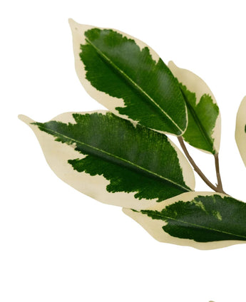 Die Kunstpflanze Ficus Grün/Weiß 90 cm hat dünne Stängel mit mehreren farbenfrohen grünen und cremeweißen Blättern, jedes mit einem tiefgrünen Herzen, umgeben von einem cremeweißen Rand, isoliert auf weißem Hintergrund.