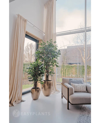Zwei Kunstpflanzen Ficus Liana 180 cm in goldglänzenden Töpfen stehen neben einem großen Fenster mit langen cremefarbenen Vorhängen in einem hellen, modernen Wohnzimmer mit beigem Sessel und strukturiertem Kissen. Draußen sind Bäume und ein Gebäude zu sehen.