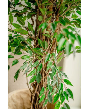 Nahaufnahme der Kunstpflanze Ficus Liana 180 cm, mit dünnen braunen Stämmen und vielen glänzend grünen Blättern, drinnen an einer hellen Wand platziert – dieser naturgetreue Kunstbaum verleiht jedem Raum Charme.