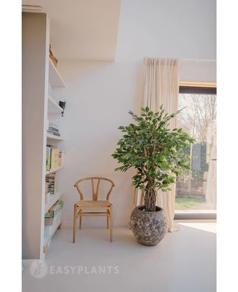 Ein Holzstuhl und die Kunstpflanze Ficus Tropical Liana 150 cm stehen neben einem Bücherregal und einem mit Vorhängen versehenen Fenster in einem hellen, minimalistischen Raum – ideal als Bürodekoration.