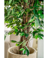 Nahaufnahme der künstlichen Pflanze Ficus Tropical Liana 150 cm mit einem gedrehten Holzstamm und üppigen grünen Blättern in einem beigen Topf. Weicher, unscharfer Hintergrund. Stilvolle Wahl für die Bürodekoration.