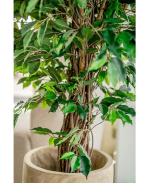 Nahaufnahme der künstlichen Pflanze Ficus Tropical Liana 150 cm mit einem gedrehten Holzstamm und üppigen grünen Blättern in einem beigen Topf. Weicher, unscharfer Hintergrund. Stilvolle Wahl für die Bürodekoration.