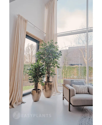 Die Kunstpflanze Ficus Tropical Liana 150 cm steht neben raumhohen Fenstern mit beigen Vorhängen in einem hellen, modernen Wohnzimmer, ideal für die stilvolle Bürodekoration. In der Nähe steht ein heller Sessel, draußen sind Bäume und Hecken zu sehen.