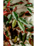 Nahaufnahme glänzend grüner und roter Blätter der Kunstpflanze Ficus grün/rot 150 cm, sanft beleuchtet, um das detaillierte Blattwerk hervorzuheben. Vor einem verschwommenen Hintergrund kommen die eleganten Dekotöpfe scharf zur Geltung.