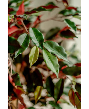 Nahaufnahme glänzend grüner und roter Blätter der Kunstpflanze Ficus grün/rot 150 cm, sanft beleuchtet, um das detaillierte Blattwerk hervorzuheben. Vor einem verschwommenen Hintergrund kommen die eleganten Dekotöpfe scharf zur Geltung.