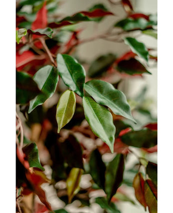 Nahaufnahme glänzend grüner und roter Blätter der Kunstpflanze Ficus grün/rot 150 cm, sanft beleuchtet, um das detaillierte Blattwerk hervorzuheben. Vor einem verschwommenen Hintergrund kommen die eleganten Dekotöpfe scharf zur Geltung.
