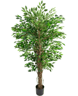 Die künstliche hawaiianische Ficus-Liane (150 cm) hat üppige grüne Blätter und mehrere gedrehte braune Stängel in einem kleinen schwarzen Topf vor einem schlichten weißen Hintergrund.
