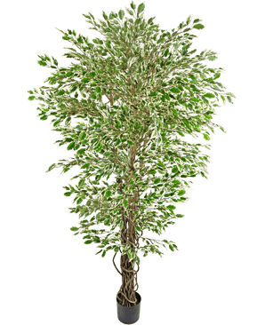 Die Kunstpflanze Hawaiian Ficus Liana 180 cm ist ein hoher Kunstbaum mit grünen und weißen, bunten Blättern in einem schwarzen Topf vor einem schlichten weißen Hintergrund.