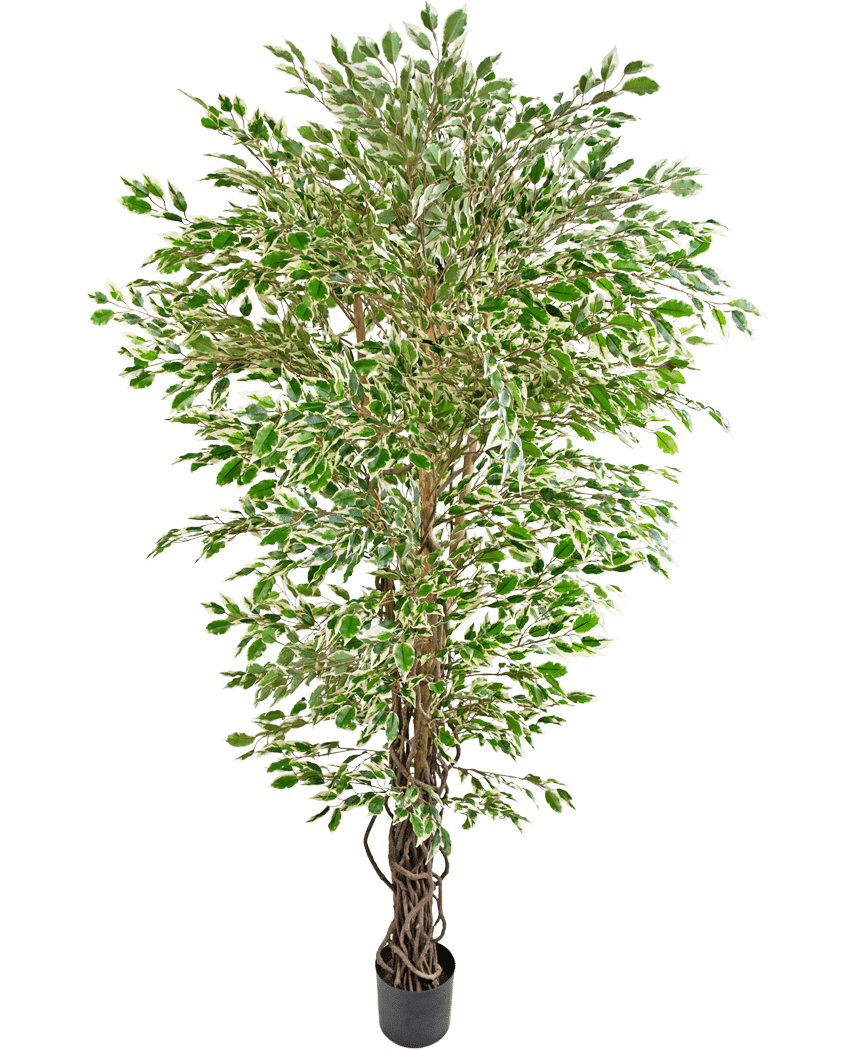 Die Kunstpflanze Hawaiian Ficus Liana 180 cm ist ein hoher Kunstbaum mit grünen und weißen, bunten Blättern in einem schwarzen Topf vor einem schlichten weißen Hintergrund.