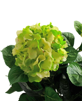 Eine Nahaufnahme der künstlichen Hortensie UV 43 cm grün, mit geschichteten hellgrünen Blütenblättern und dunkelgrünen Blättern, vor einem weißen Hintergrund.