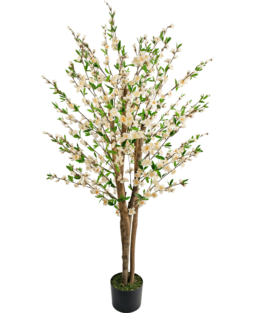 Die künstliche Kirschblütenpflanze 150 cm cremefarben hat mehrere braune Stämme, grüne Blätter und Büschel kleiner weißer Blüten in einem künstlichen Baum in einem Topf vor einem schlichten weißen Hintergrund.