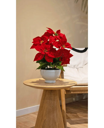 Der Kunstpflanzen-Weihnachtsstern 44 cm rot mit leuchtend roten Blüten in einem weißen Topf steht auf einem runden Beistelltisch aus Holz neben einem beigen Akzentstuhl in einem gemütlichen, sanft beleuchteten Raum.