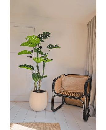 Eine künstliche Pflanze Monstera 150 cm steht neben einem Rattanstuhl mit braunem Kissen in einem hellen, minimalistischen Raum mit weißen Wänden, hellen Holzböden und beigen Vorhängen.