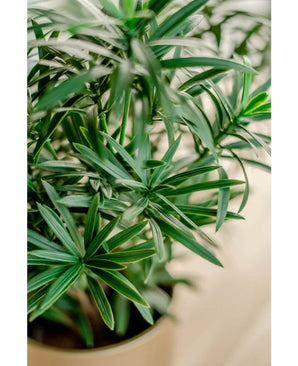 Nahaufnahme der Kunstpflanze Podocarpus 47 cm, mit langen, schlanken grünen Blättern mit leuchtendem Laub vor einem sanft verschwommenen Hintergrund.