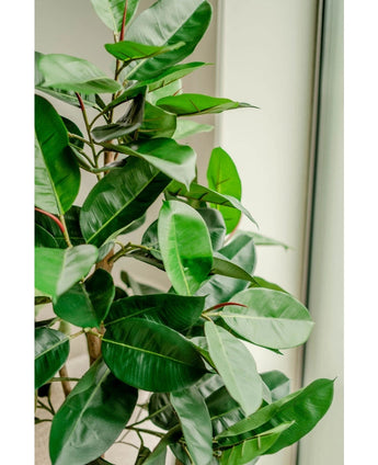 Eine Nahaufnahme der künstlichen Gummipflanze 150 cm mit glänzenden, dunkelgrünen Blättern steht drinnen in der Nähe eines Fensters, helles natürliches Licht betont das lebendige Laub und die eleganten dekorativen Töpfe.