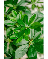 Close-up van weelderige, groene bladeren van de Kunstplant Schefflera 120 cm, met glad, ovaalvormig blad dat elkaar overlapt en een frisse, levendige uitstraling heeft.