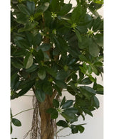 Nahaufnahme der künstlichen Schefflera-Kleinblattpflanze (150 cm) mit breiten, glänzend grünen Blättern und kleinen sternförmigen Knospen sowie einem braunen Stiel und hängenden Wurzeln – ideal für stilvolle dekorative Töpfe vor jedem neutralen Hintergrund.