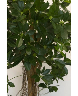 Nahaufnahme der künstlichen Schefflera-Kleinblattpflanze (150 cm) mit breiten, glänzend grünen Blättern und kleinen sternförmigen Knospen sowie einem braunen Stiel und hängenden Wurzeln – ideal für stilvolle dekorative Töpfe vor jedem neutralen Hintergrund.