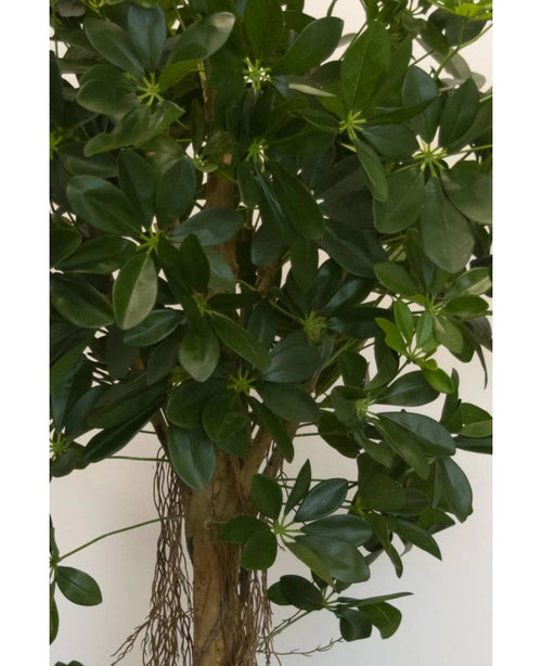 Nahaufnahme der künstlichen Schefflera-Kleinblattpflanze (150 cm) mit breiten, glänzend grünen Blättern und kleinen sternförmigen Knospen sowie einem braunen Stiel und hängenden Wurzeln – ideal für stilvolle dekorative Töpfe vor jedem neutralen Hintergrund.