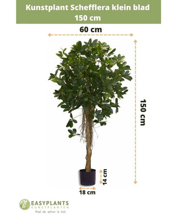 Das künstliche Schefflera-Kleinblatt 150 cm hat kleine Blätter in einem dekorativen Topf, ist 150 cm hoch, 60 cm breit, bei einer Topfhöhe von 14 cm und einem Durchmesser von 18 cm. Die Maße werden mit Pfeilen angezeigt.