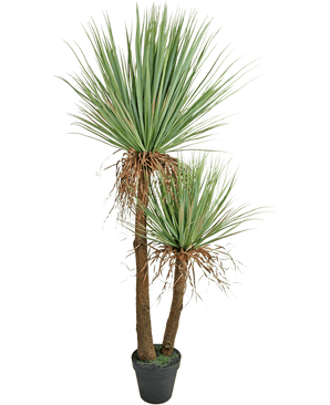 De Kunstplant Yucca Deluxe 153 cm heeft twee hoge, bruine stammen met textuur en trossen lange, puntige groene bladeren en wat verdroogde onderste bladeren tegen een witte achtergrond.
