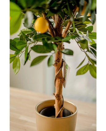 Der künstliche Zitronenbaum 75 cm hat naturgetreue grüne Blätter und eine gelbe Zitrone, in einem goldfarbenen Dekotopf auf einer hellen Holzoberfläche im Innenbereich. Ein Pflanzenetikett ziert den gedrehten Stamm.