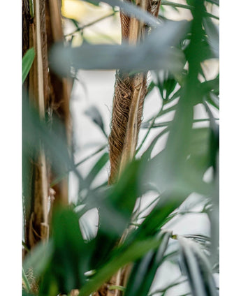 Close-up van groene palmbladeren en bruine stengels aan de Lady Kunstpalm 180 cm kunstplant, met zacht wazige, natuurlijke tropische uitstraling. Licht filtert zachtjes door het gebladerte op de achtergrond.