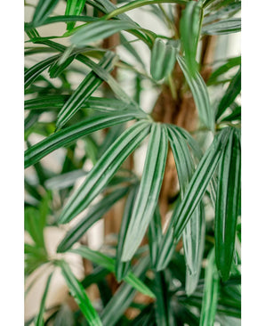 Nahaufnahme der künstlichen Frauenpalme 150 cm, mit den langen, schmalen, glänzenden Blättern mit hell- und dunkelgrünen Streifen vor einem sanft verschwommenen Hintergrund.