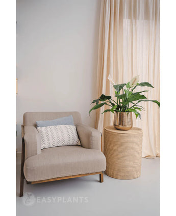 Ein beiger Sessel mit Zierkissen steht neben einem runden Beistelltisch aus Korbgeflecht, auf dem die künstliche Pflanze Spathiphyllum weiß 85 cm groß ist. Lichtvorhänge im Hintergrund runden dieses ruhige, moderne Interieur ab.
