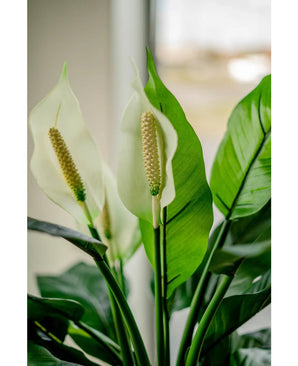 Nahaufnahme der künstlichen weißen Spathiphyllum-Pflanze (85 cm) mit zwei weißen Blüten und üppig grünen Blättern, gezeigt im Innenbereich mit natürlichem Licht, das durch einen sanft verblassten Fensterhintergrund scheint.