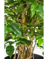 Nahaufnahme des geflochtenen Stiels und der grünen Blätter der 90 cm großen Büropflanze Ficus Liana vor einem hellen Hintergrund.