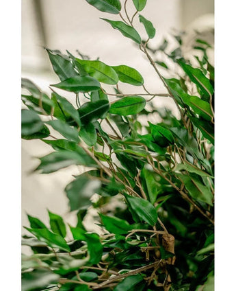 Eine Nahaufnahme leuchtend grüner Blätter und schlanker Holzranken der Kunstpflanze Ficus Liana 90 cm, beleuchtet durch natürliches Licht mit einem defokussierten neutralen Hintergrund, der das üppige künstliche Blattwerk hervorhebt.