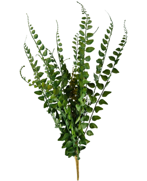 Der künstliche Stichfarn 48 cm besteht aus künstlichen Farnzweigen mit langen, schlanken Stielen und fein detaillierten Blättern, die aufrecht vor einem schlichten weißen Hintergrund stehen.