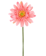 Eine künstliche Blumen-Gerbera 55 cm rosa besteht aus einer einzelnen rosa Gerbera mit einem gelbgrünen Herzen auf einem langen grünen Stiel vor einem schlichten weißen Hintergrund.