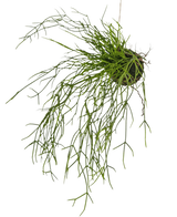 Die künstliche Hängepflanze Gras auf Kugel 48 cm hat lange, dünne, grüne grasähnliche Stängel in einem kleinen Erdklumpen vor einem weißen Hintergrund.