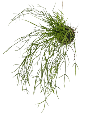 Die künstliche Hängepflanze Gras auf Kugel 48 cm hat lange, dünne, grüne grasähnliche Stängel in einem kleinen Erdklumpen vor einem weißen Hintergrund.