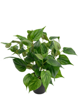 Eine lebhafte Kunstpflanze Philodendron in einem 35-cm-Topf mit herzförmigen Blättern sitzt in einem eleganten schwarzen Topf vor einem schlichten weißen Hintergrund.