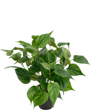 Eine lebhafte Kunstpflanze Philodendron in einem 35-cm-Topf mit herzförmigen Blättern sitzt in einem eleganten schwarzen Topf vor einem schlichten weißen Hintergrund.