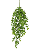 Die künstliche Hängepflanze Gardenia 61 cm ist eine künstliche Hängepflanze mit üppigen, grünen Blättern und einem einzigen sichtbaren Stiel vor einem schlichten weißen Hintergrund.